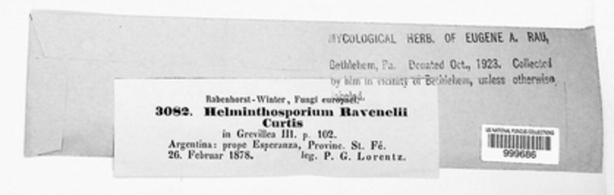 Curvularia ravenelii image